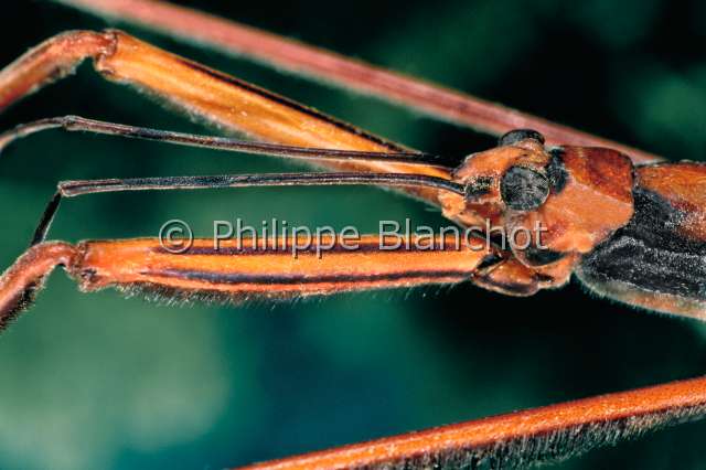 Ptilomera hylactor.JPG - in "Portraits d'insectes" ed. SeuilPtilomera hylactorGerrisWater striderHemipteraGerridaeLaos